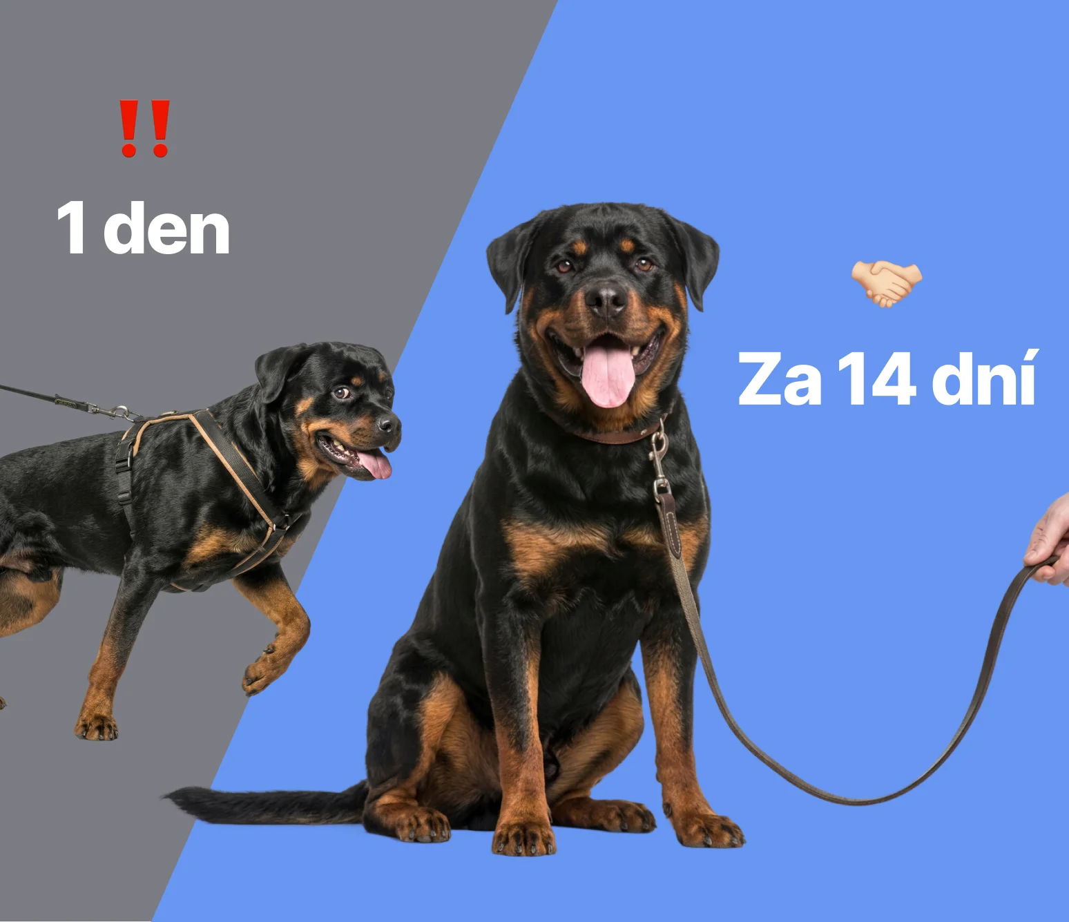 Pes na vodítku – před a po